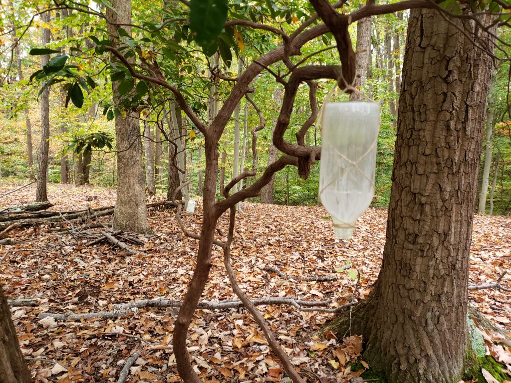 glass bottle with glow-in-the-dark powder on the inside, hanging from a tree